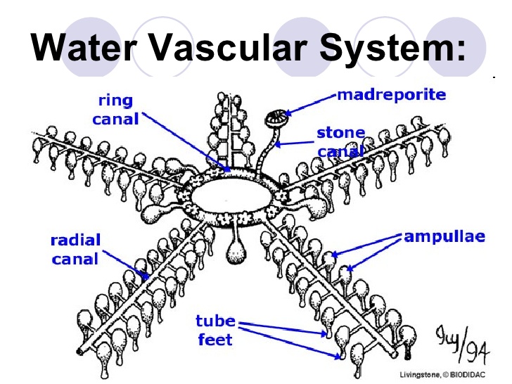 What is water vascular system in echinoderm?? Find 1 Answer
