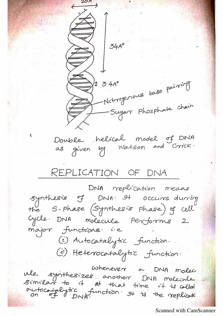 Notes On DNA Structure And Its Replication Notes LearnPick India