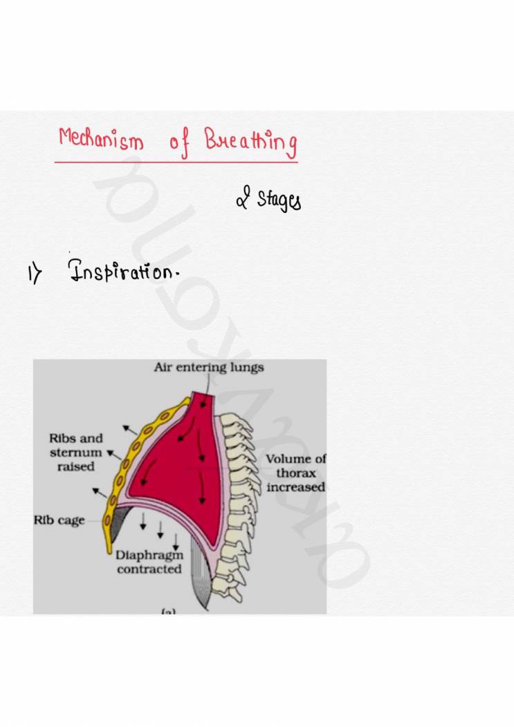 Breathing And Exchange Of Gases 2 Notes LearnPick India