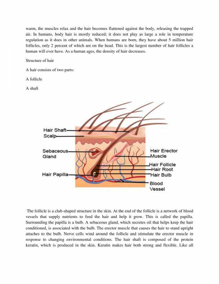 Importance Of Hair Notes LearnPick India