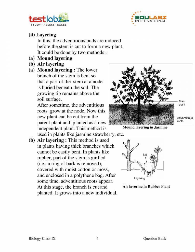 Vegetative Reproduction Notes LearnPick India