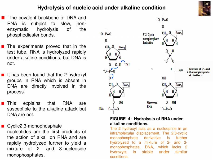 Importance Of Nucleic Acid Notes LearnPick India