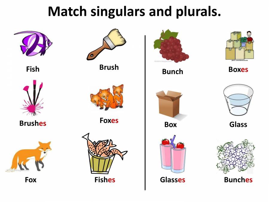 Singular And Plural English Grammar PowerPoint Slides LearnPick India