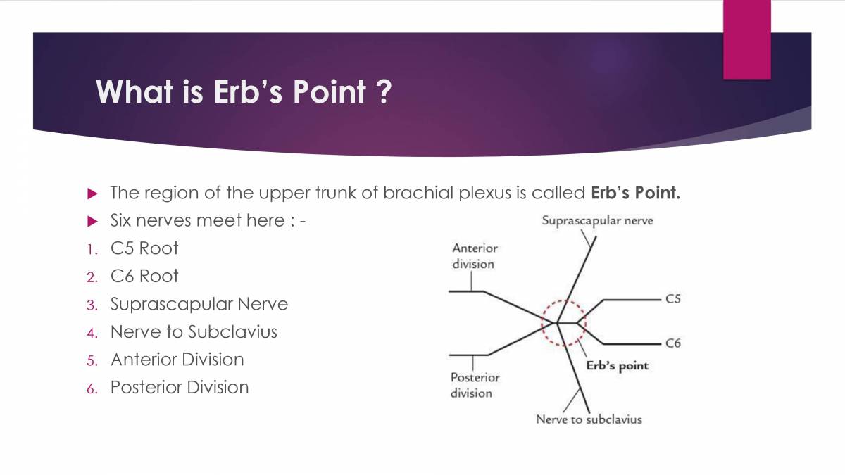 PPT On Erb's Paralysis PowerPoint Slides LearnPick India