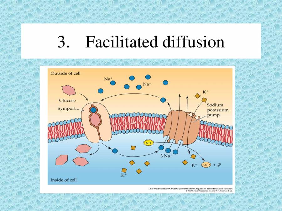 Types Of Transport PowerPoint Slides LearnPick India