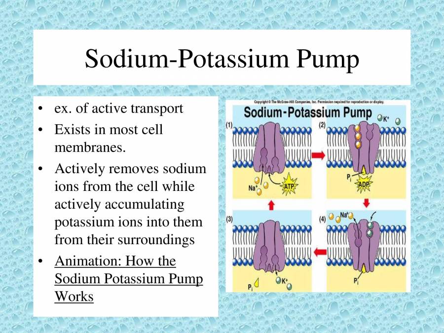 Types Of Transport PowerPoint Slides LearnPick India