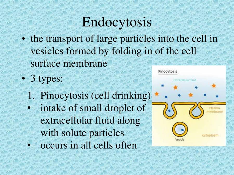 Types Of Transport PowerPoint Slides LearnPick India