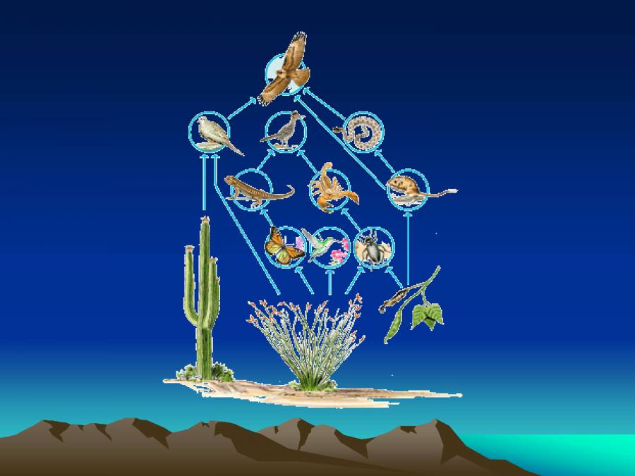 Food Chain & Food  PowerPoint Slides LearnPick India