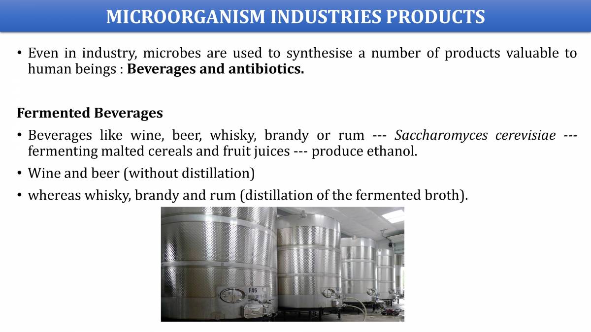 MICROBES IN HUMAN WELFARE CLASS XIIth BIOLOGY PowerPoint Slides