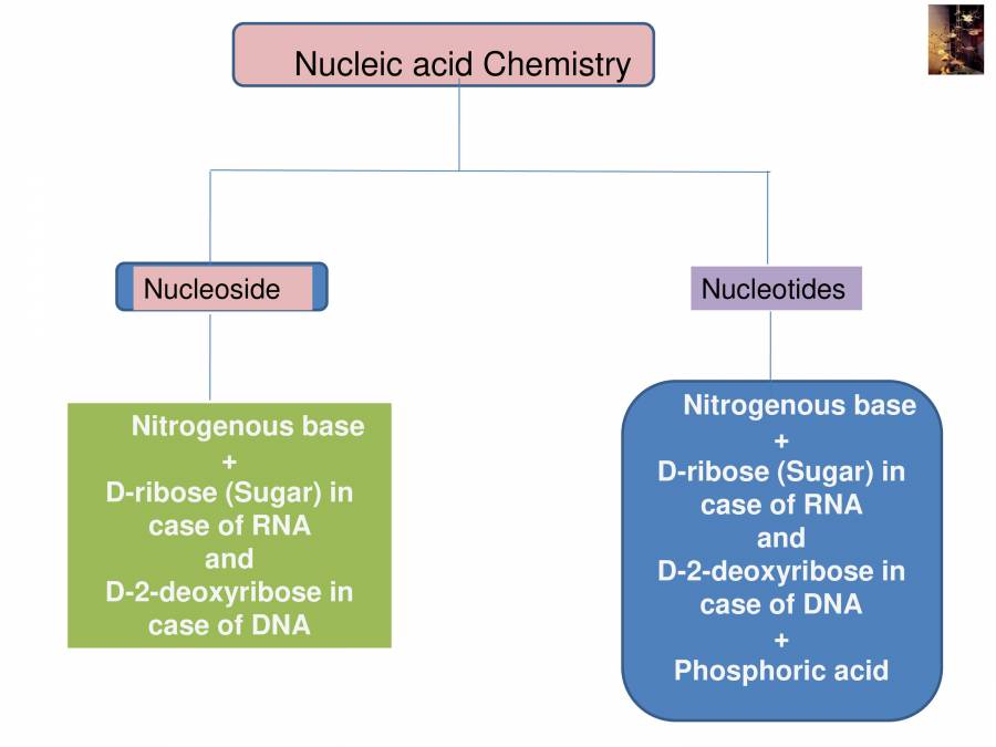 Nucleic Acid Structure PowerPoint Slides LearnPick India
