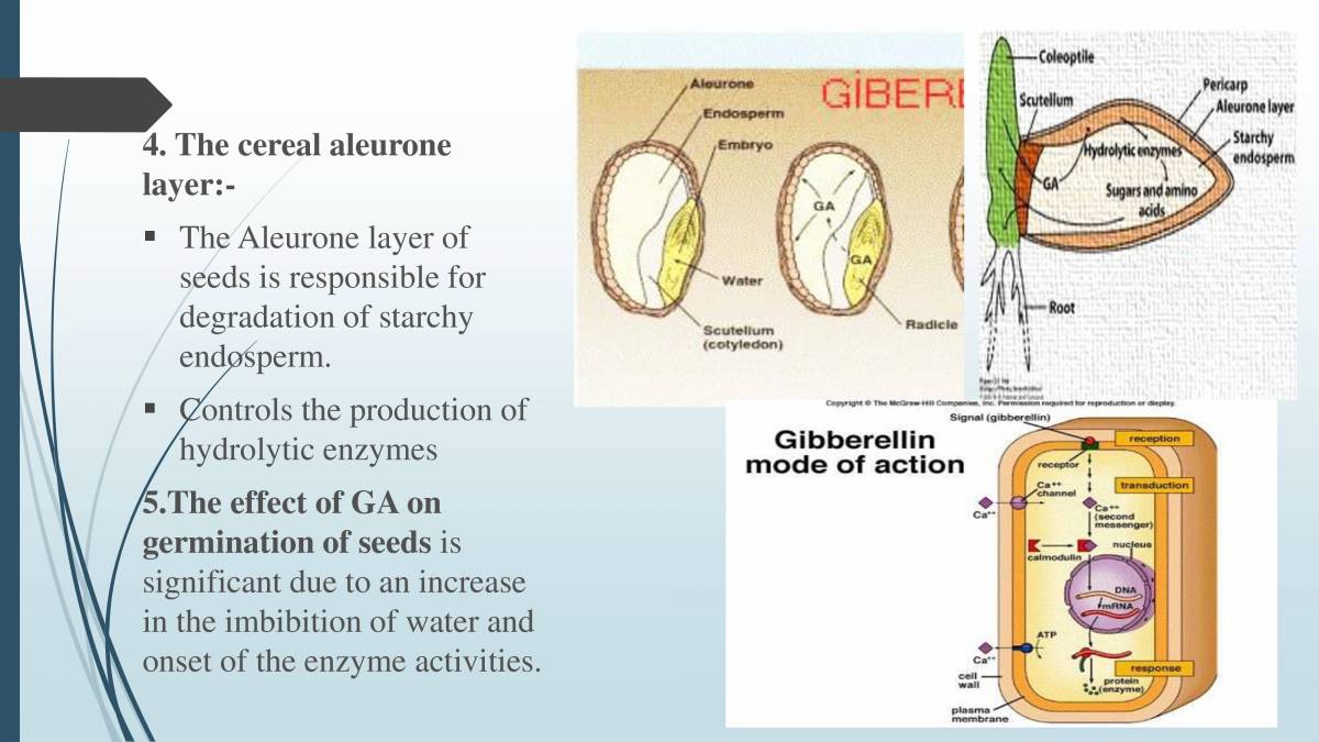 Plant Growth Hormone Gibberellins PowerPoint Slides LearnPick India