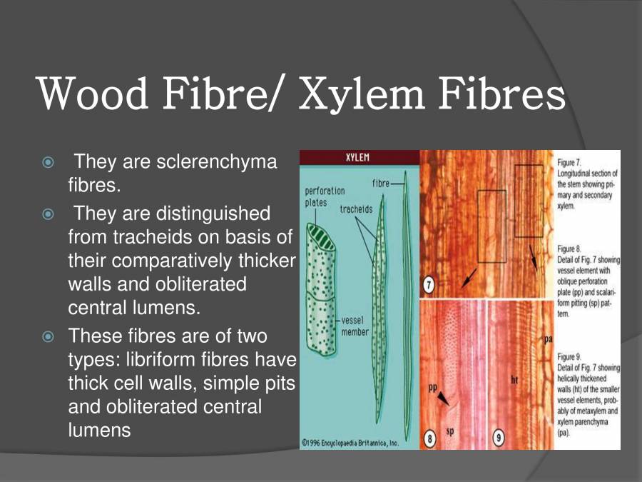 Xylem PowerPoint Slides LearnPick India