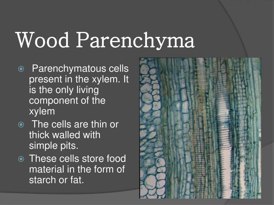 Xylem PowerPoint Slides LearnPick India