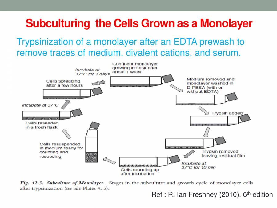 Cell Secondary Culture PowerPoint Slides LearnPick India