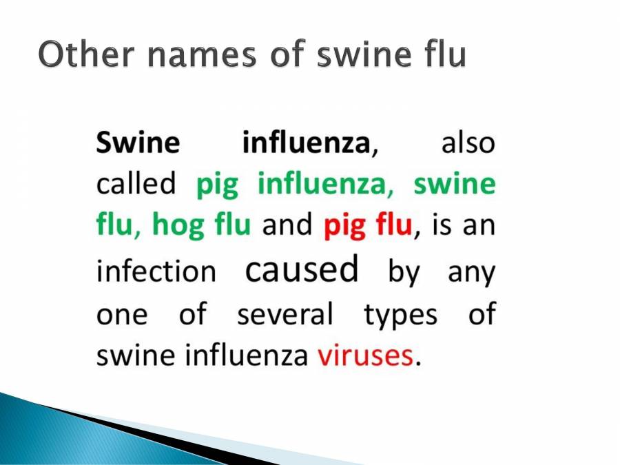 Swine Flue PowerPoint Slides LearnPick India