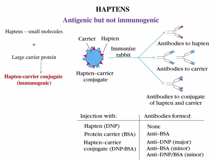 Antigens PowerPoint Slides LearnPick India