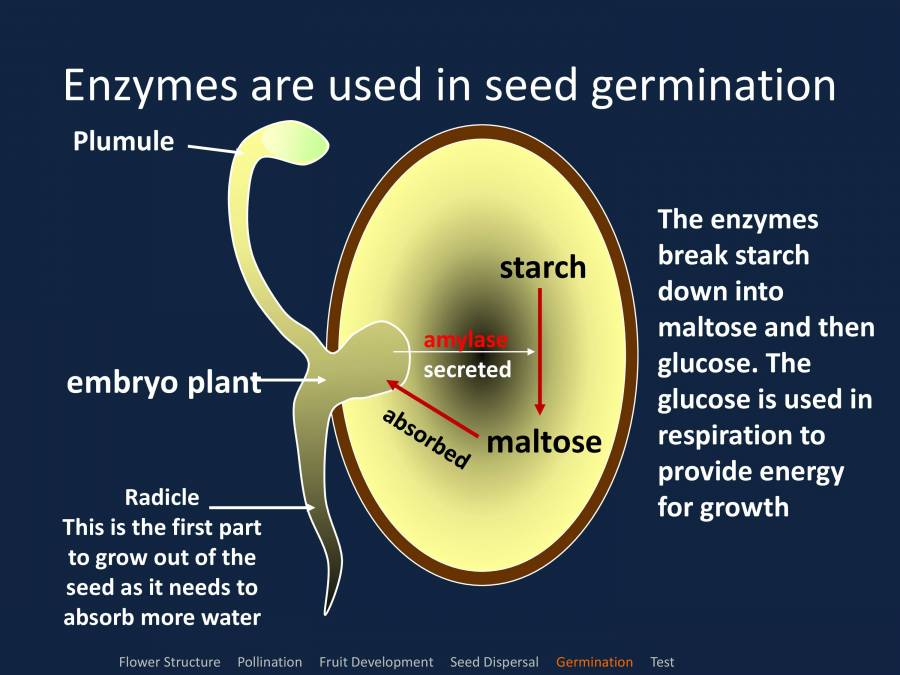 Enzymes Their Role In Industry PowerPoint Slides LearnPick India